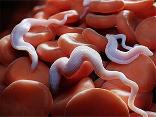 PARASITES: MAN’S OLDEST ENEMY