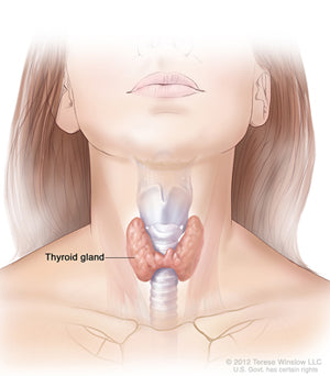 The Thyroid Gland